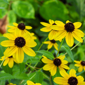 Rudbeckia  triloba - Zonnehoed tribola - Rudbeckia