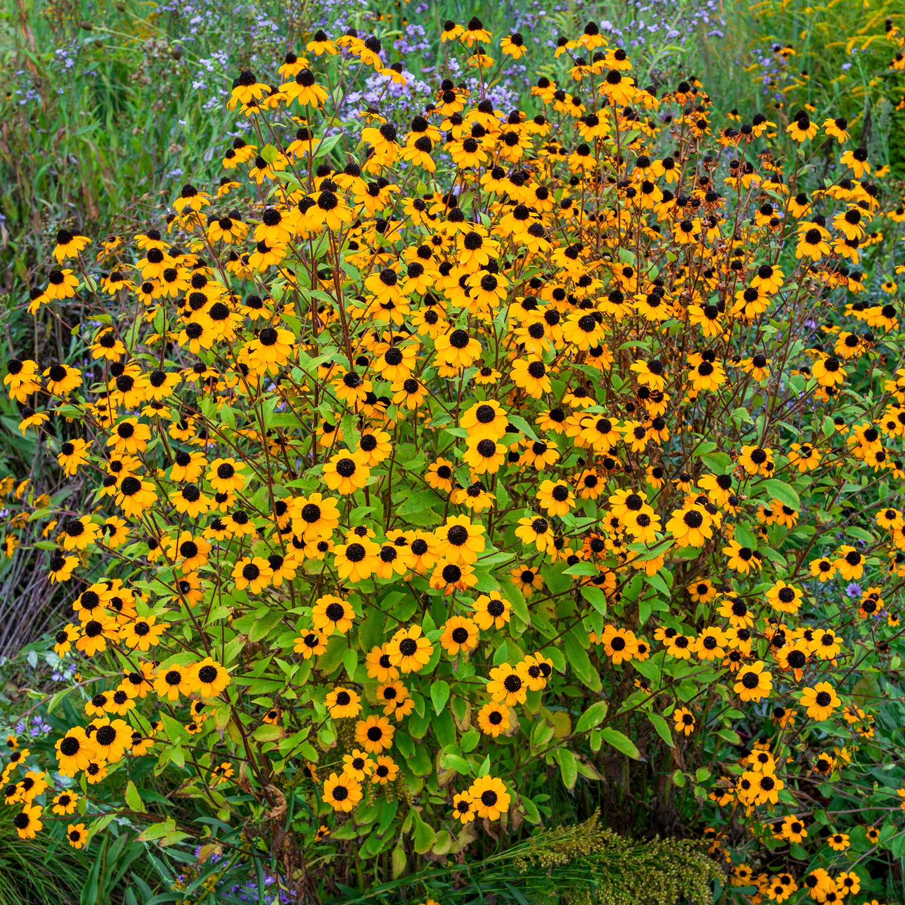 Zonnehoed tribola - Willemse