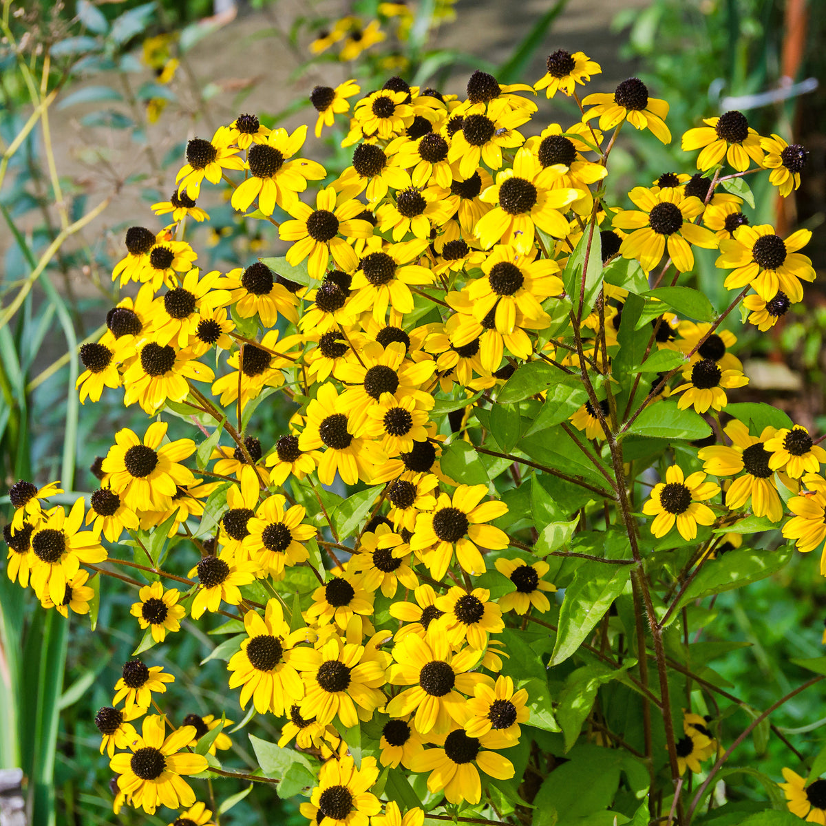 Rudbeckia  triloba - Zonnehoed tribola - Rudbeckia