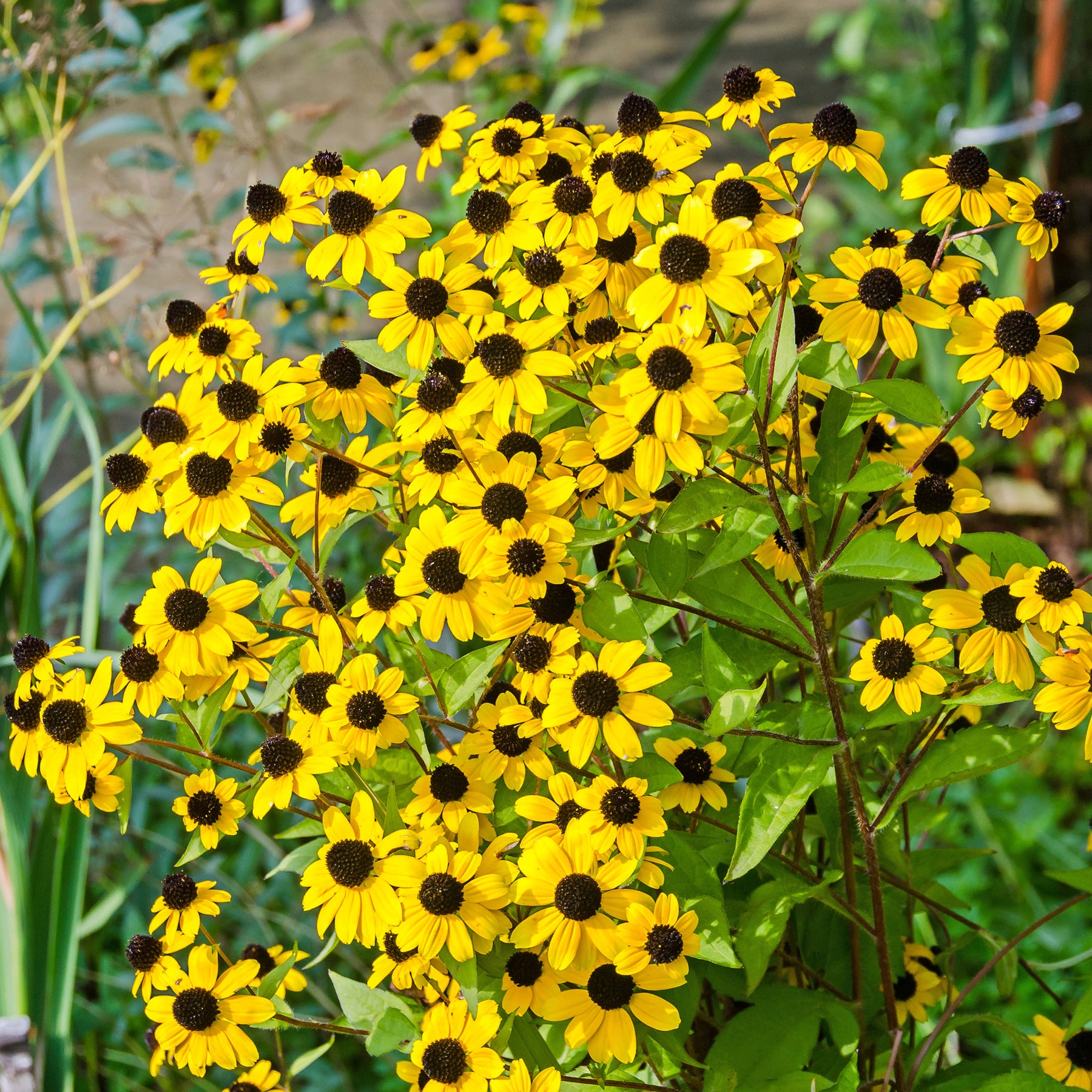 Rudbeckia - Zonnehoed tribola - Rudbeckia  triloba