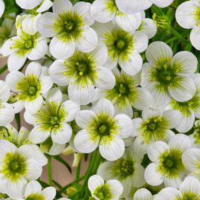Steenbreek Arends Pixie White Steenbreek - Willemse