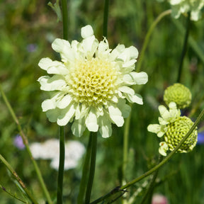 Schurftkruid - Duifkruid ochroleuca - Scabiosa ochroleuca