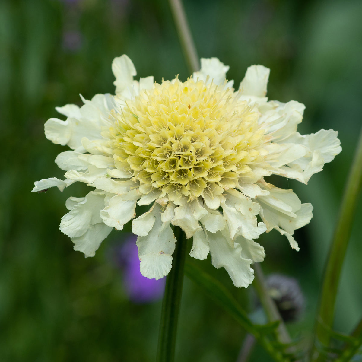 Scabiosa ochroleuca - Duifkruid ochroleuca - Schurftkruid