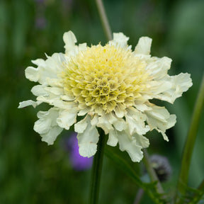Scabiosa ochroleuca - Duifkruid ochroleuca - Schurftkruid