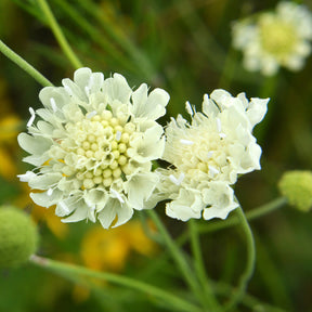 Duifkruid ochroleuca - Scabiosa ochroleuca - Willemse