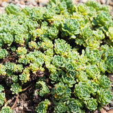 Sedum pachyclados - Vetkruid pachyclados - Sedum - Vetkruid