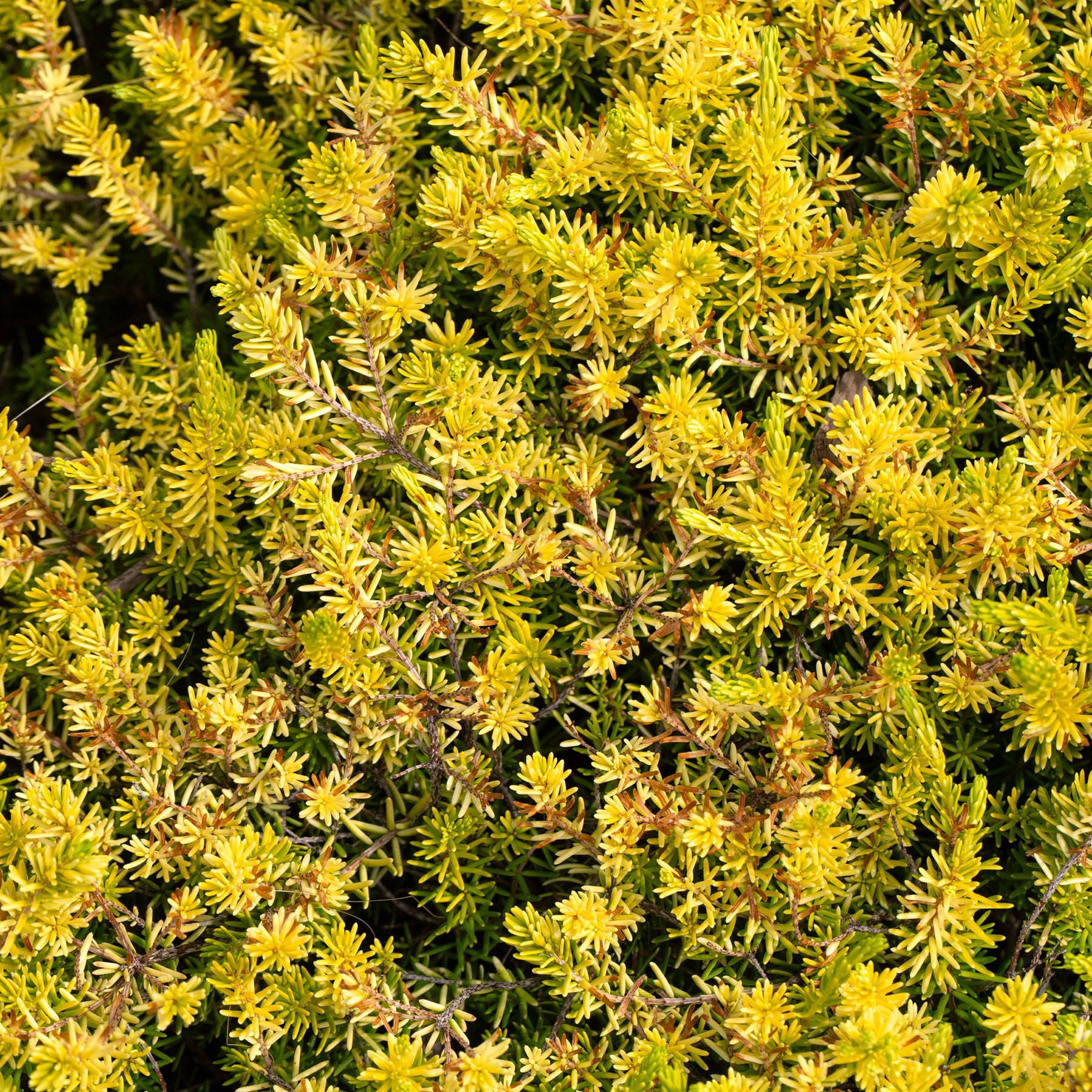 Verkoop Vetkruid 'Reflexum Angelina'