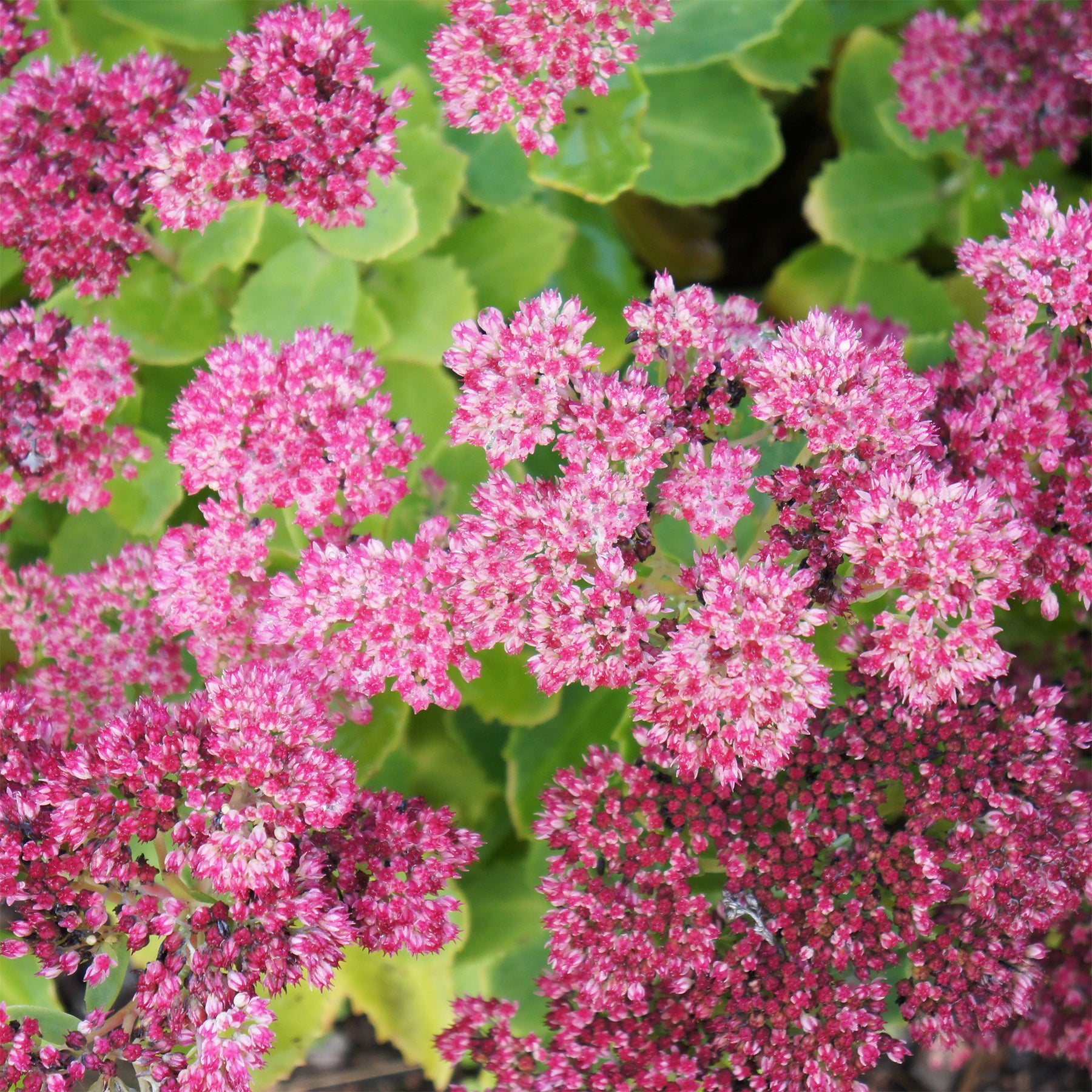 Sedum spectabile brilliant ( brilliant group ) - Vetkruid Brilliant - Vaste planten
