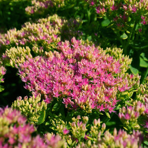 Vetkruid Brilliant - Sedum spectabile brilliant ( brilliant group ) - Willemse
