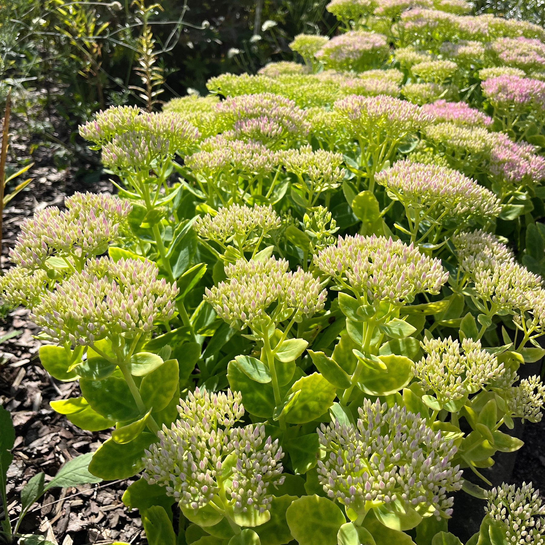 Vaste planten - Vetkruid Brilliant - Sedum spectabile brilliant ( brilliant group )
