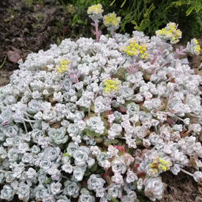 Sedum 'Cape Blanco' / Vetkruid - Sedum spathulifolium cape blanco - Willemse