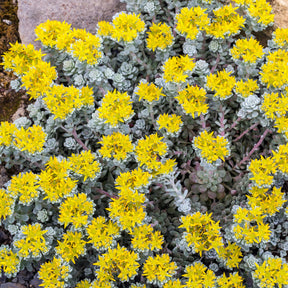 Sedum 'Cape Blanco' / Vetkruid - Willemse