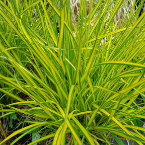 Zegge Aurea Carex - Carex elata aurea - Willemse