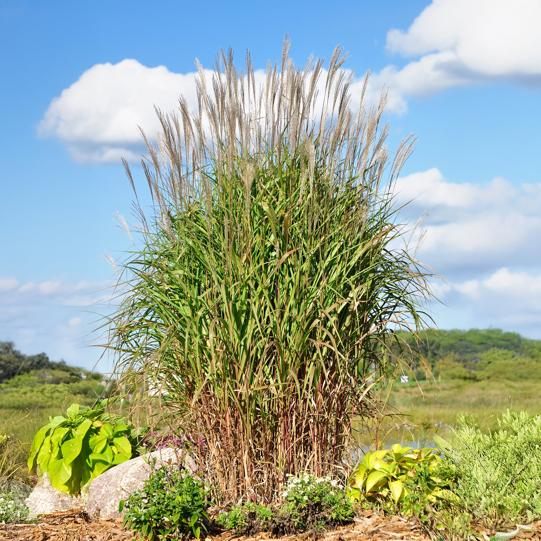 Miscanthus sinensis ssp purpurascens - Prachtriet 'Purpurascens' - Miscanthus - Chinees riet