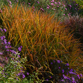 Prachtriet 'Purpurascens' - Miscanthus sinensis ssp purpurascens - Willemse