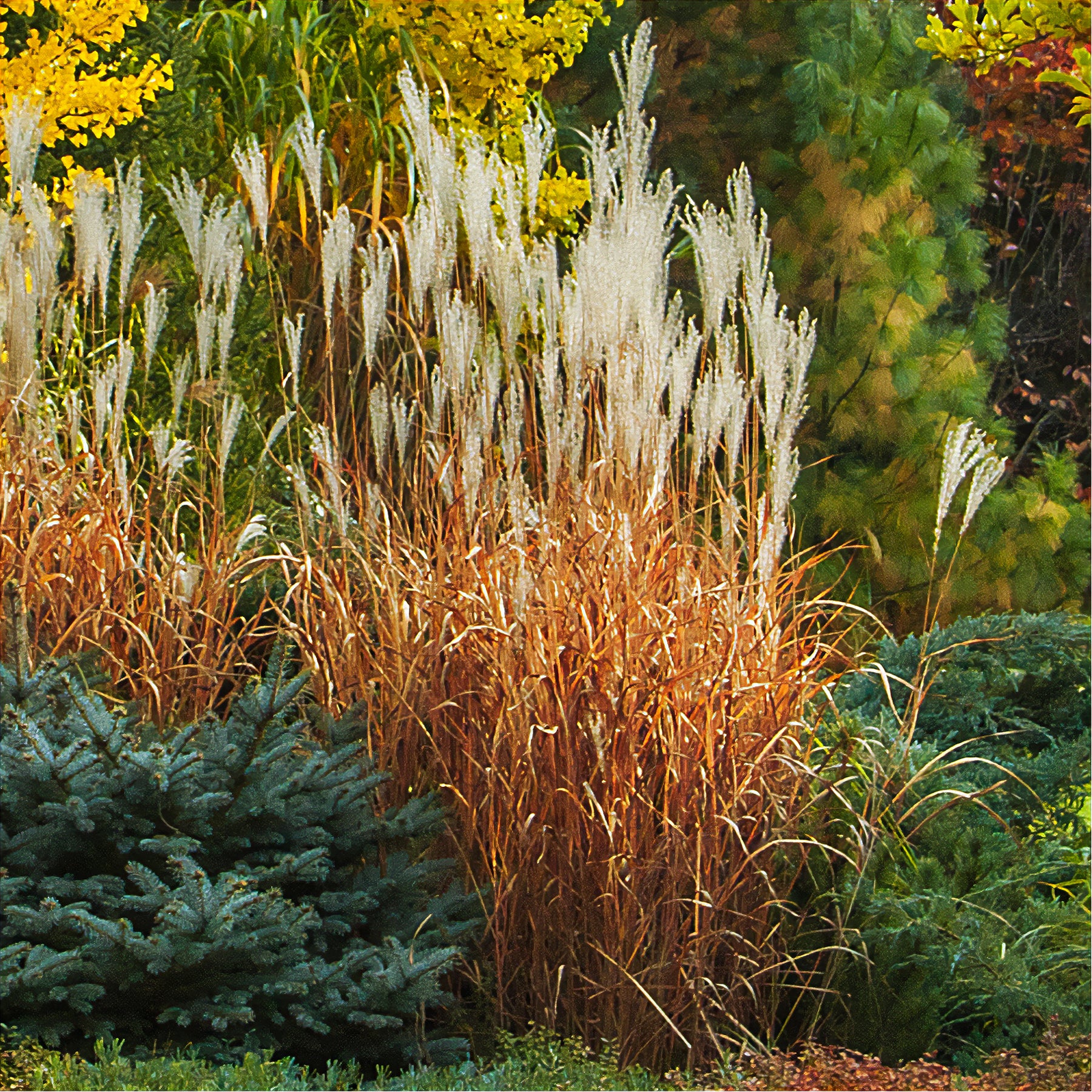 Miscanthus - Chinees riet - Prachtriet 'Purpurascens' - Miscanthus sinensis ssp purpurascens