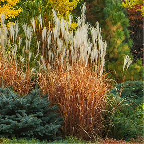 Miscanthus - Chinees riet - Prachtriet 'Purpurascens' - Miscanthus sinensis ssp purpurascens