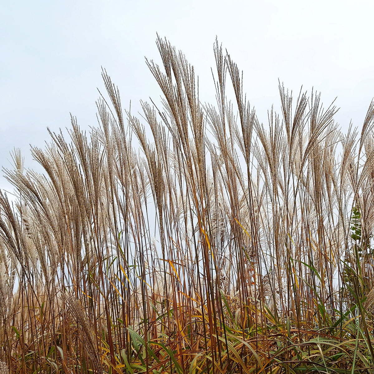 Prachtriet China - Miscanthus sinensis china - Willemse