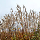 Prachtriet China - Miscanthus sinensis china - Willemse