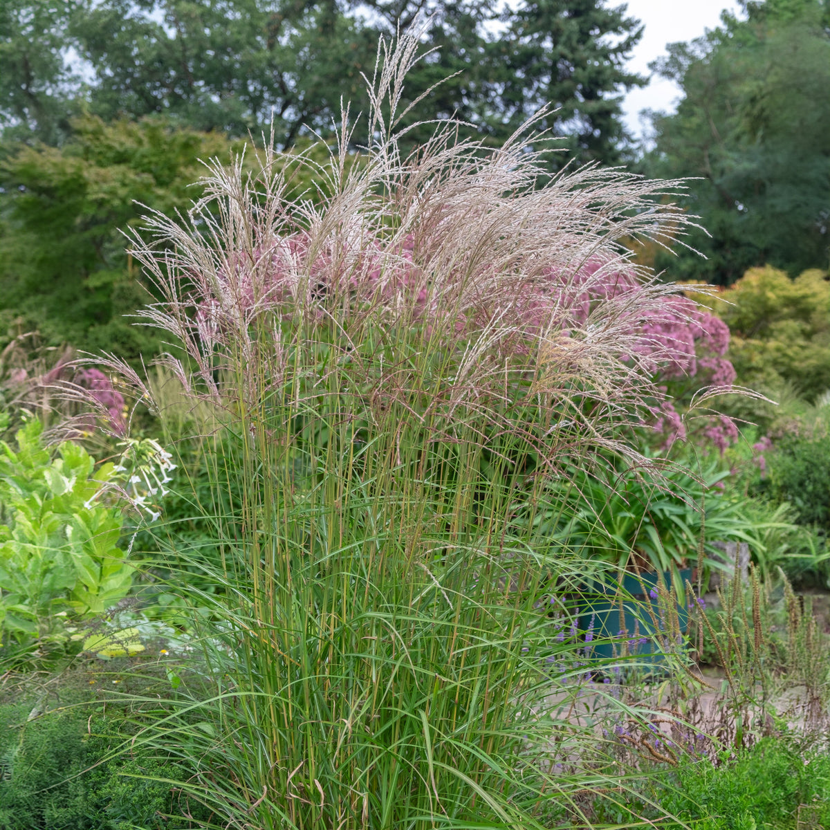 Miscanthus sinensis flamingo - Chinees riet 'Flamingo' - Miscanthus - Chinees riet