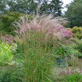 Miscanthus sinensis flamingo - Chinees riet 'Flamingo' - Miscanthus - Chinees riet