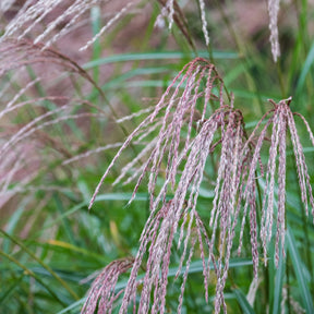 Chinees riet 'Flamingo' - Miscanthus sinensis flamingo - Willemse