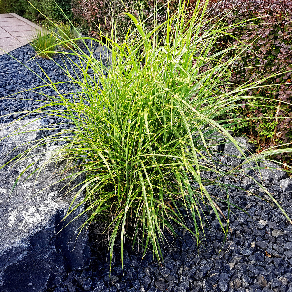 Miscanthus sinensis strictus - Chinees riet 'Strictus' - Miscanthus - Chinees riet