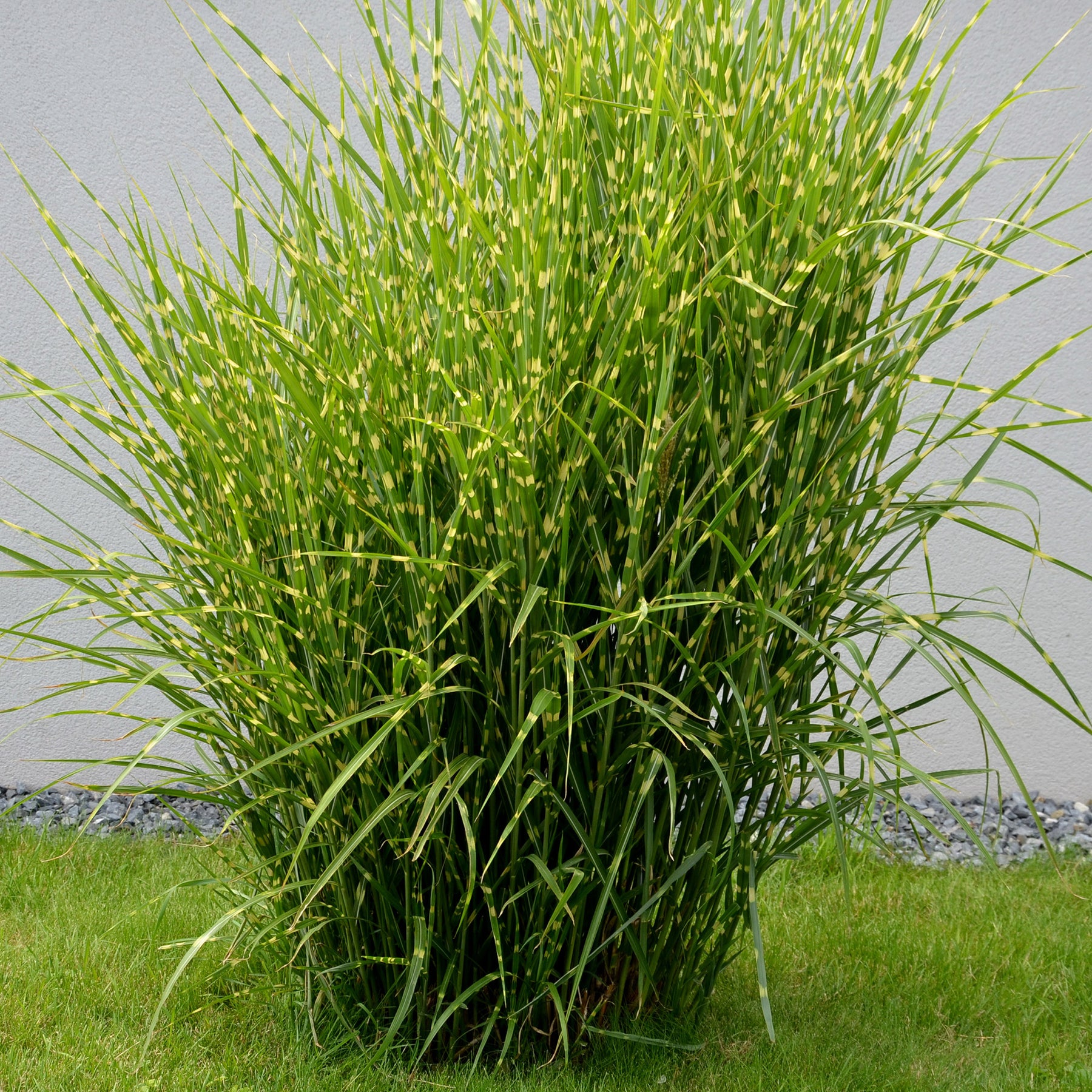 Chinees riet 'Strictus' - Miscanthus sinensis strictus - Willemse