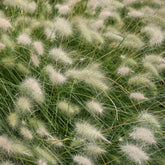 Lampenpoetsersgras - Pennisetum villosum - Willemse