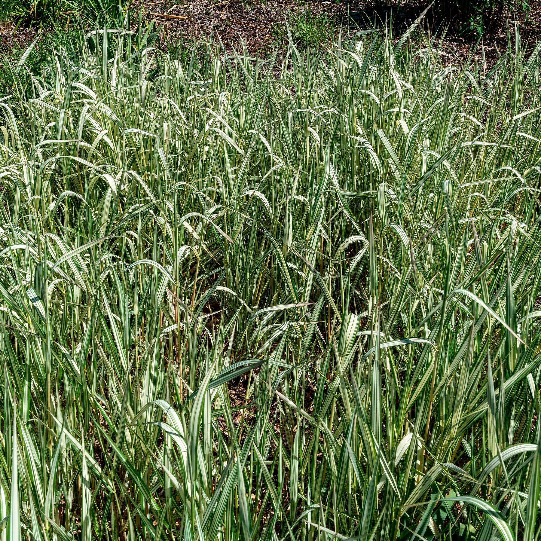 Rietgras Feesey - Phalaris arundinacea Feesey - Willemse