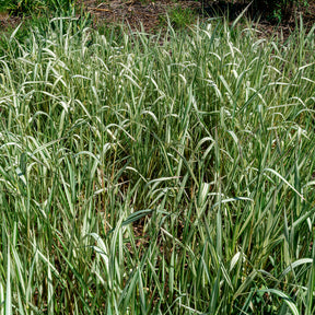 Rietgras Feesey - Phalaris arundinacea Feesey - Willemse