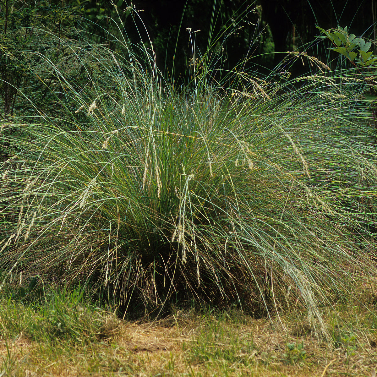 Beemdgras Tussock grass - Willemse