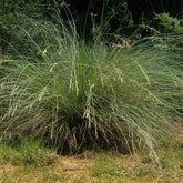 Beemdgras Tussock grass - Willemse