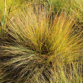 Prairiedropzaad heterolepis - Willemse