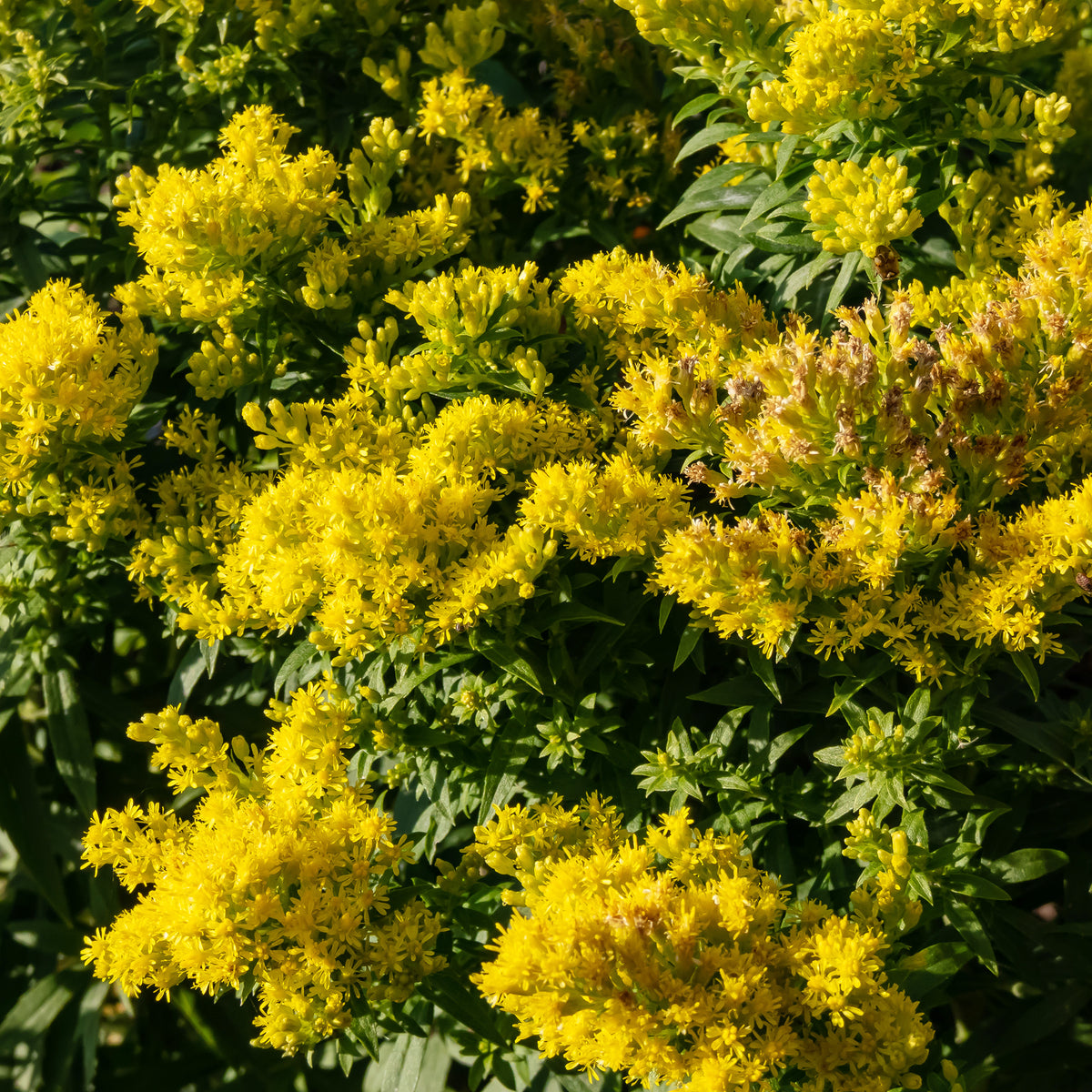 Guldenroede Golden Mosa - Willemse
