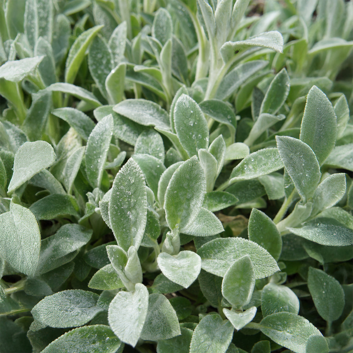Stachys byzantina Cotton Boll - Exelsoor 'Cotton Boll' - Vaste planten