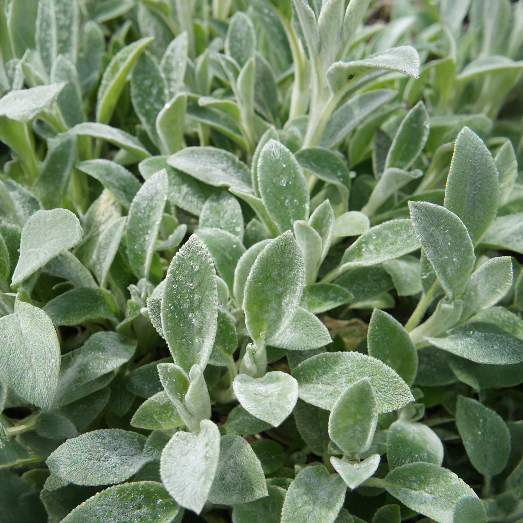 Vaste planten - Exelsoor 'Cotton Boll' - Stachys byzantina Cotton Boll