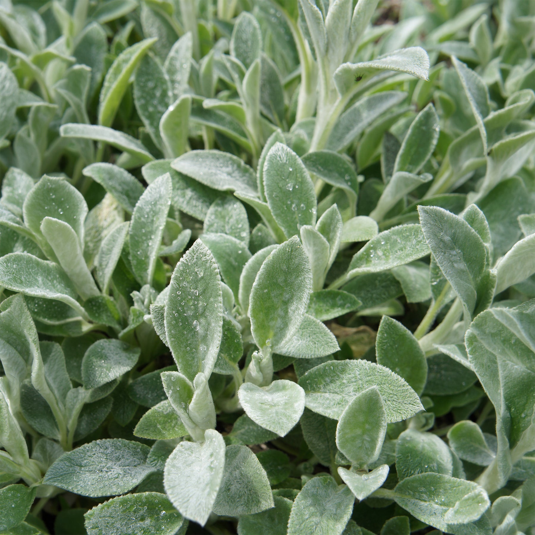 Ezelsoor - Stachys byzantina - Willemse