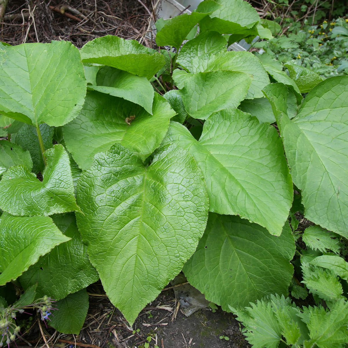 Oriëntaals komkommerkruid - Trachystemon orientalis - Willemse