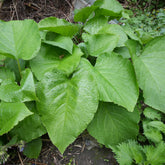 Oriëntaals komkommerkruid - Trachystemon orientalis - Willemse