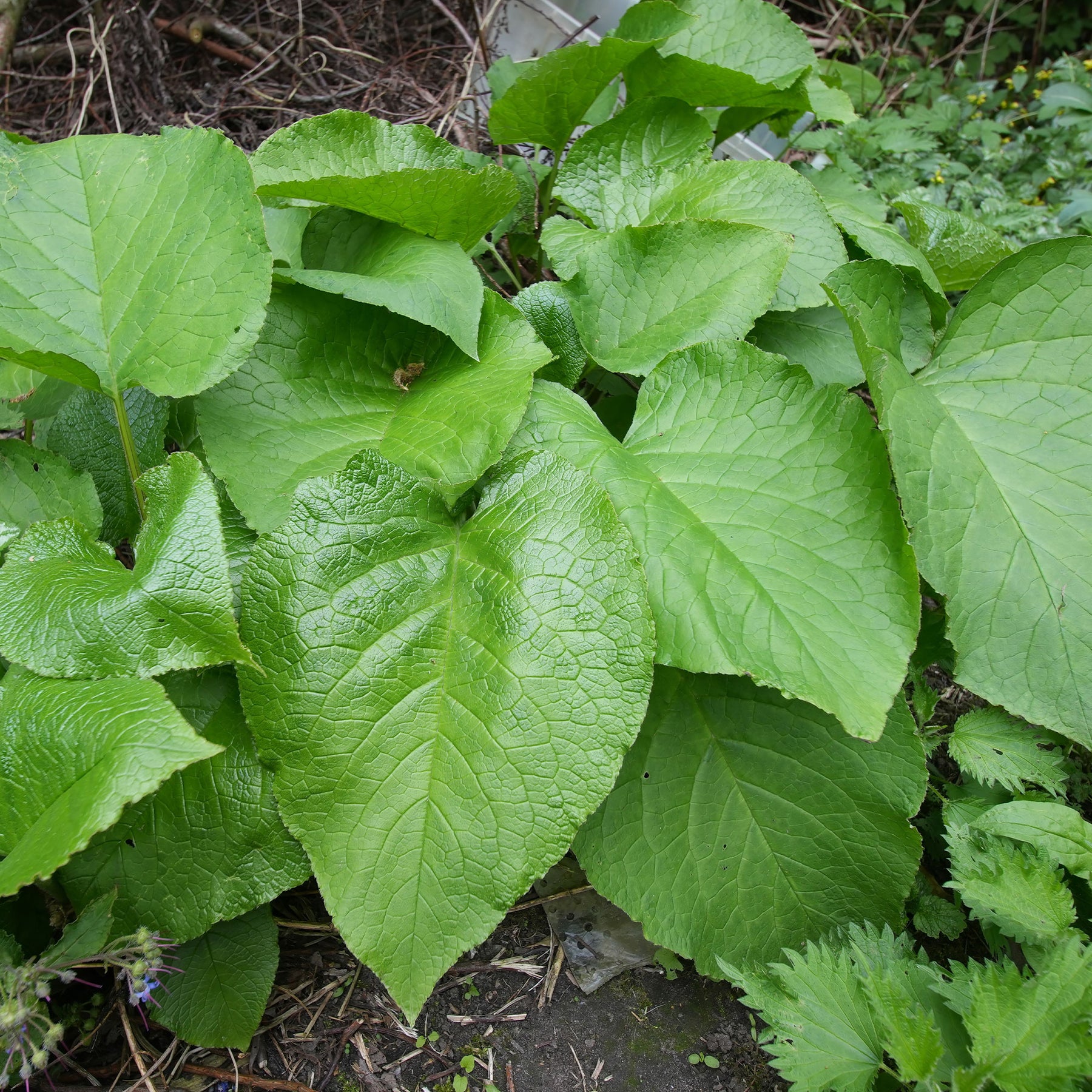 Oriëntaals komkommerkruid - Trachystemon orientalis - Willemse