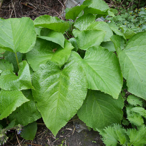 Oriëntaals komkommerkruid - Trachystemon orientalis - Willemse