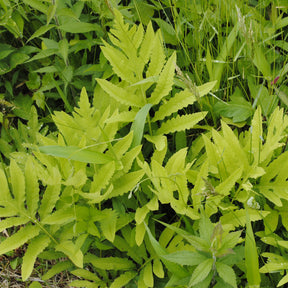 Bolletjesvaren - Willemse