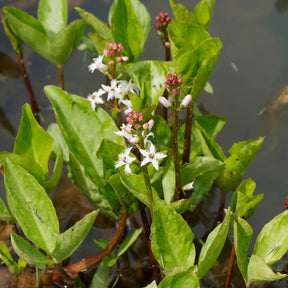 Waterdrieblad - Menyanthes trifoliata - Willemse