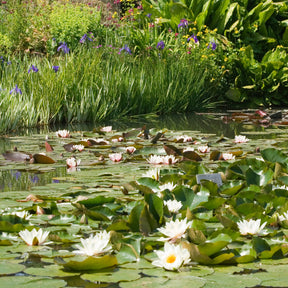 Witte waterlelie Grand Witte - Nymphaea alba - Willemse