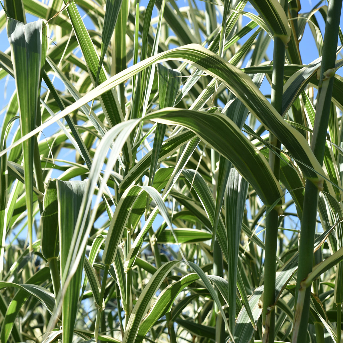 Phragmites australis variegatus - Rietgras Variegatus - Riet