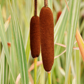 Riet - Grote bonte lisdodde - Typha latifolia variegata