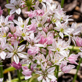Bloembollenmix 'Tulp 'Ice Cream'& Allium 'Cameleon' (x15) - Tulipa ice cream, allium cameleon - Willemse