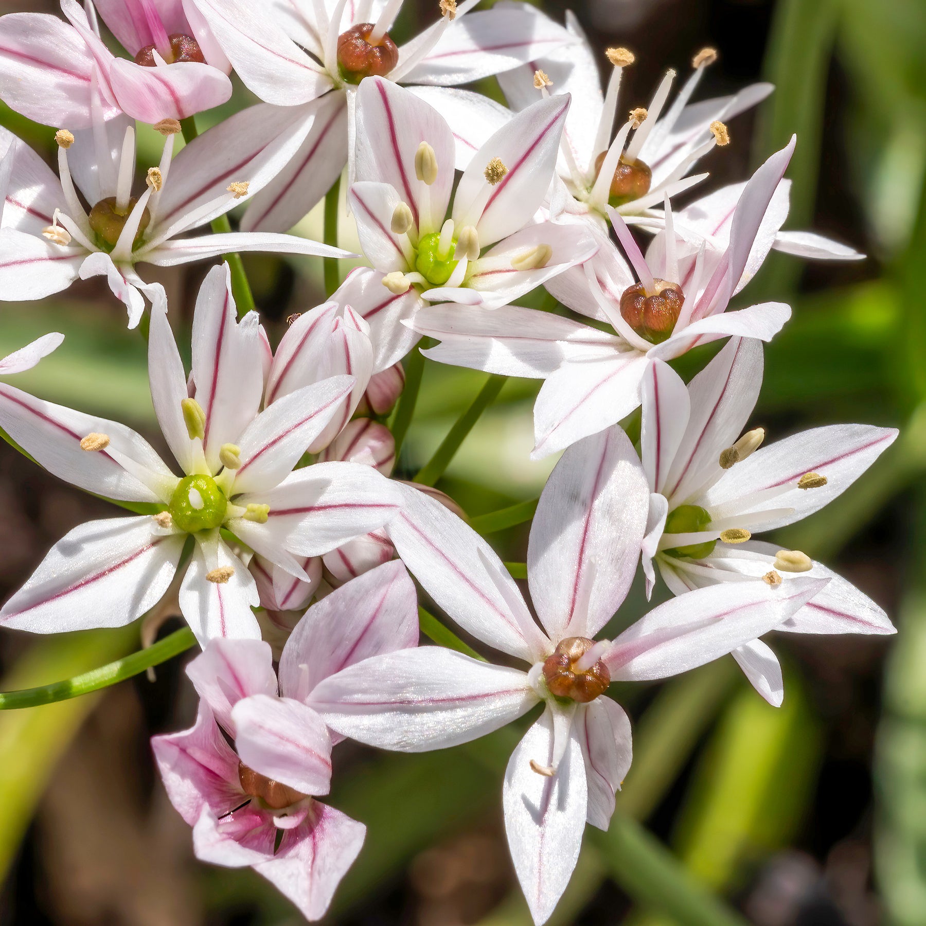 Verkoop Allium Caméléon (x25)