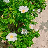 Wilde roos 'Alba, Japanse roos - Rosa rugosa alba - Willemse